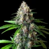 Wedding Cake Feminized Strain