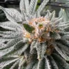 White Runtz Feminized Strain