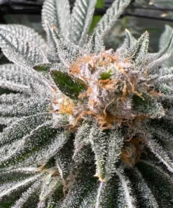 White Runtz Feminized Strain