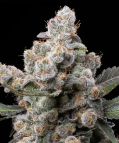 White Truffle Feminized Strain