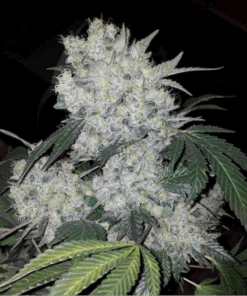 White Widow Feminized Strain