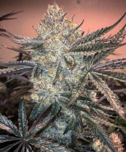 Zookies Feminized Strain