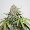 Charlotte’s Angel CBD Strain