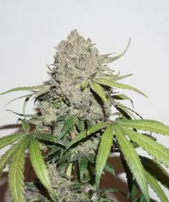 Charlotte’s Angel CBD Strain