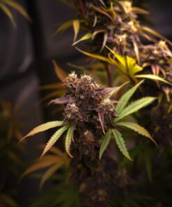 Mamba Negra Auto CBD Strain