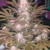 Alaskan-Thunder-Fuck-Feminized-Strain
