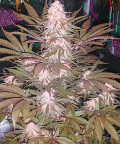 Alaskan-Thunder-Fuck-Feminized-Strain