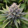 Amnesia-Haze-Autoflowering-Strain