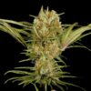 Amnesia-Haze-Feminized-Strain