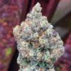 Apple-Fritter-Feminized-Strain
