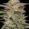 Banana-Feminized-Strain