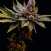 Birthday-Cake-Feminized-Strain