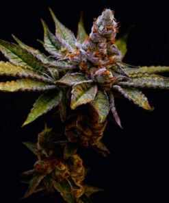 Birthday-Cake-Feminized-Strain