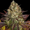 Biscotti-Feminized-Strain