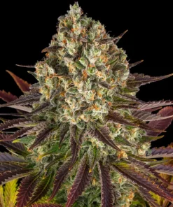 Biscotti-Feminized-Strain