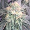 Black-Cherry-Gelato-Feminized-Strain