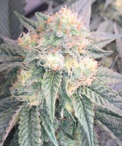 Black-Cherry-Gelato-Feminized-Strain