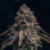 Black-Runtz-Feminized-Strain
