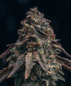 Black-Runtz-Feminized-Strain