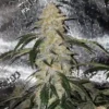Blue-Cheese-Autoflowering-Strain