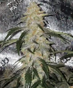 Blue-Cheese-Autoflowering-Strain