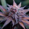 Blue-Dream-Feminized-Strain