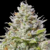 Blue-Gelato-41-Feminized-Strain