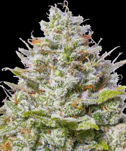 Blue-Gelato-41-Feminized-Strain