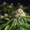 Blue-Mammoth-Autoflowering-Strain