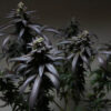 Blue-Sunset-Sherbet-Feminized-Strain