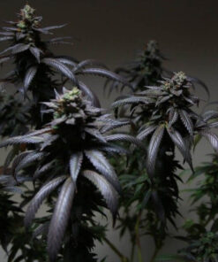Blue-Sunset-Sherbet-Feminized-Strain