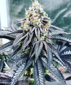 Bubba-Kush-Feminized-Strain