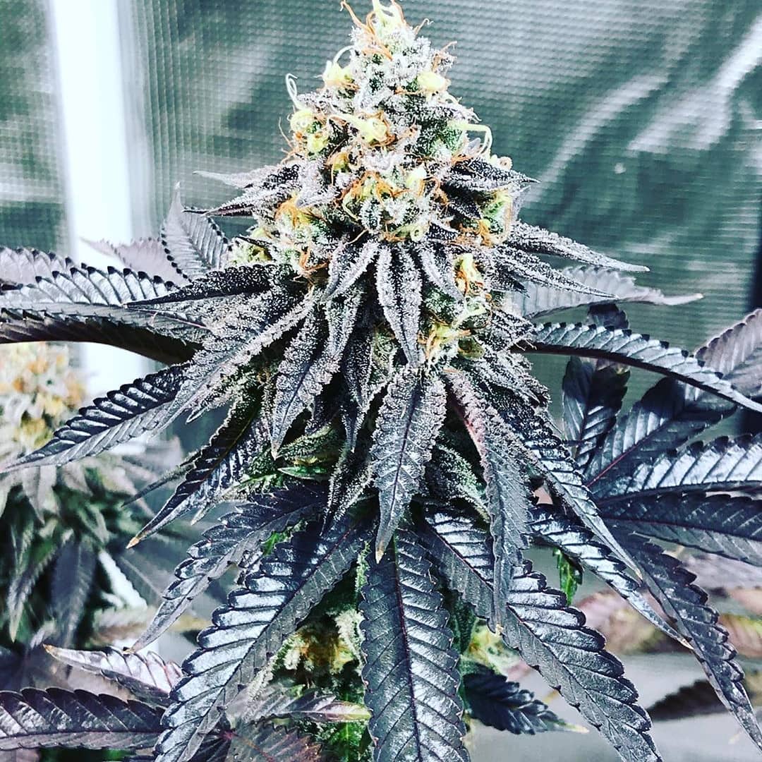 Bubba-Kush-Feminized-Strain
