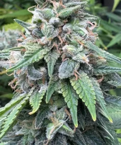 Bubble-Gum-Feminized-Strain