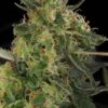 CBD-Chronic-Strain-scaled