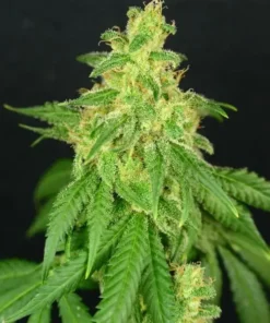 CBD René Seeds