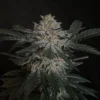 Candy-Rain-Feminized-Strain