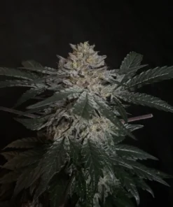 Candy-Rain-Feminized-Strain
