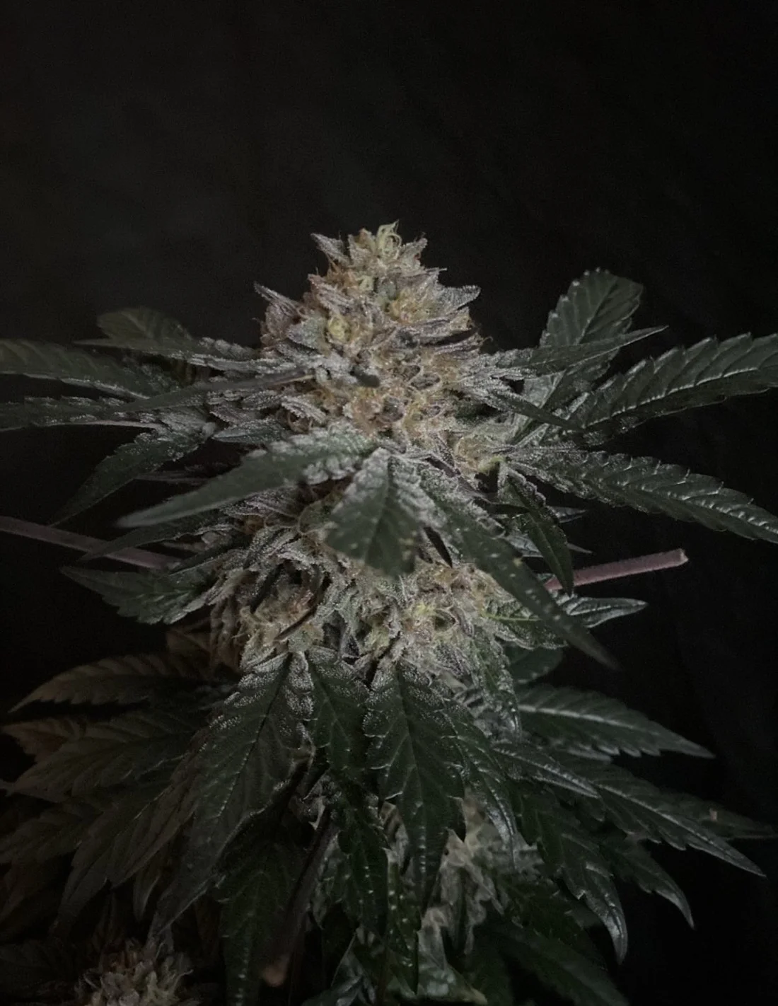 Candy-Rain-Feminized-Strain