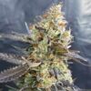 Candyland-Feminized-Strain