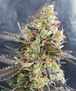 Candyland-Feminized-Strain