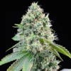 Cereal-Milk-Feminized-Strain