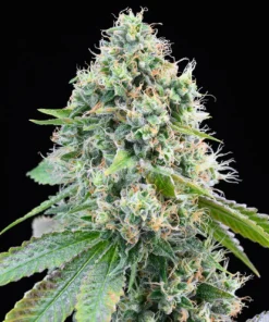 Cereal-Milk-Feminized-Strain