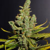 Cheese-Feminized-Strain