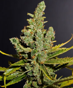 Cheese-Feminized-Strain