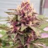 Cherry-Pie-Feminized-Strain