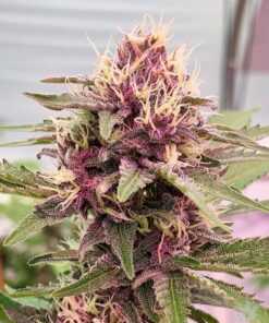 Cherry-Pie-Feminized-Strain