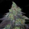 Chiesel-Autoflowering-Strain