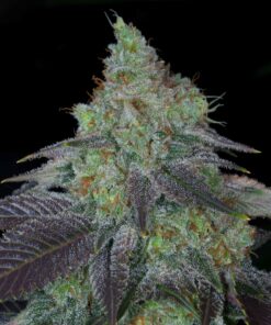 Chiesel-Autoflowering-Strain