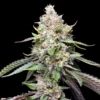 Cookies-and-Cream-Feminized-Strain